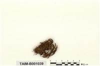 藏品(札幌白齒苔)的圖片